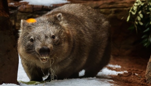 Sydney Zoo Welcomes Winter With Snow And Treats For Animals