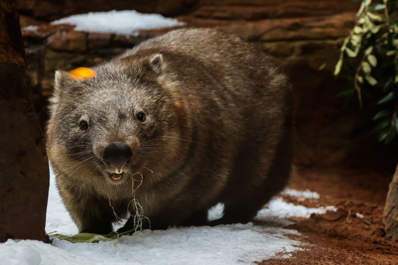 Sydney Zoo Welcomes Winter With Snow And Treats For Animals