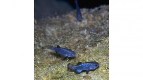 Devil's Hole pupfish