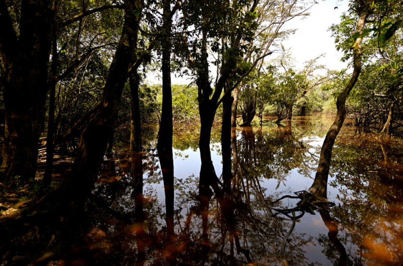 Amazon rainforest 