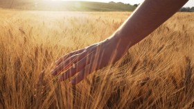 wheat field