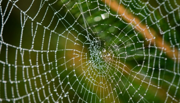 Spider Silk Found as Potential Source for Creating World's Most Powerful Microphones [Research]