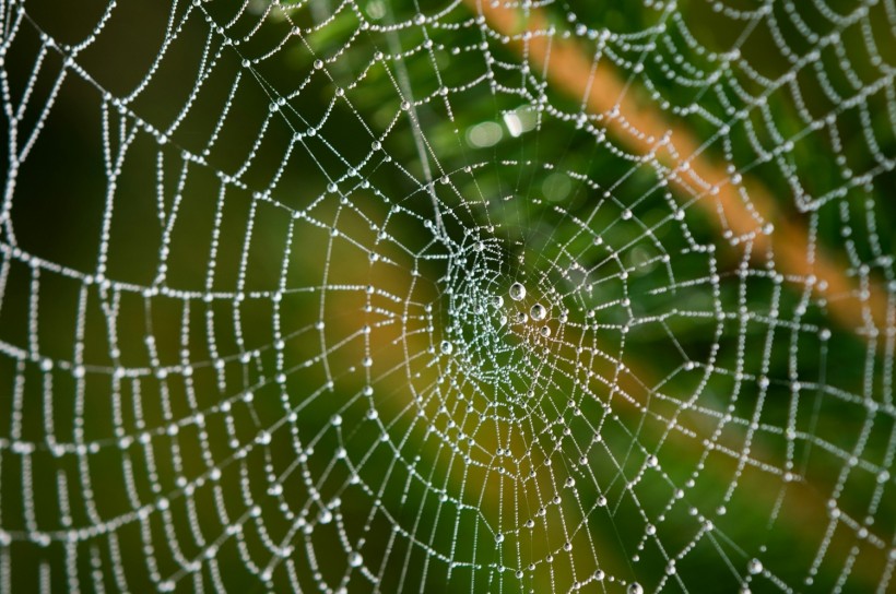 Spider Silk Found as Potential Source for Creating World's Most Powerful Microphones [Research]