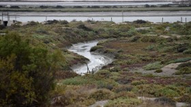 Saltmarshes