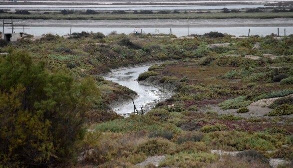 Saltmarshes