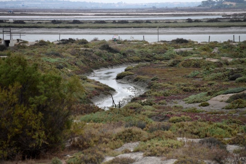 Saltmarshes