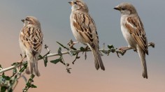 ISRAEL-NATURE-ANIMAL-BIRD