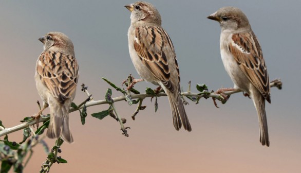 ISRAEL-NATURE-ANIMAL-BIRD