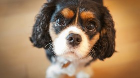 Puppy Eyes Did Not Evolve to Melt Human Hearts Due to Domestication, Wild Dogs Possess Them as Well [Study]
