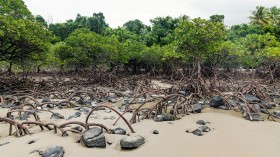 Mangroves in Danger: 50% of Mangrove Ecosystems Could Disappear Due to Climate Change, Deforestation and Pollution [Study]