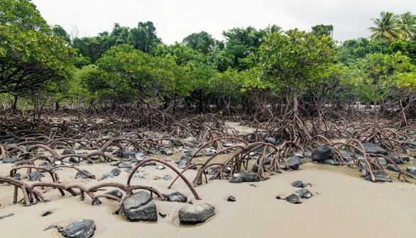 Mangroves in Danger: 50% of Mangrove Ecosystems Could Disappear Due to Climate Change, Deforestation and Pollution [Study]