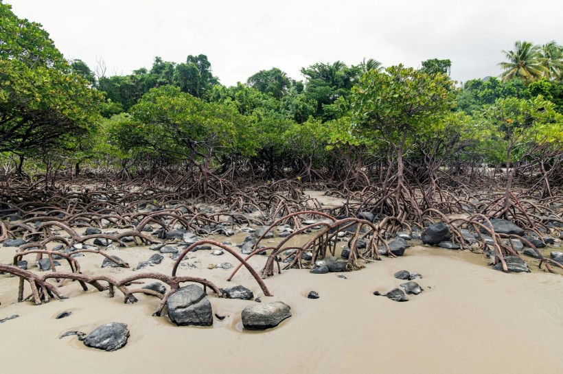 Mangroves in Danger: 50% of Mangrove Ecosystems Could Disappear Due to Climate Change, Deforestation and Pollution [Study]