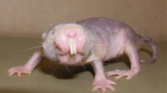 naked mole rat