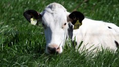 Virulent Strain Of Bird Flu Spreads Among Cattle Herds In The U.S.