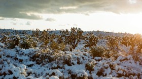 Joshua Tree in snow season with a sunset on medium format film