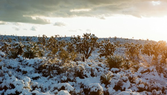 Joshua Tree in snow season with a sunset on medium format film