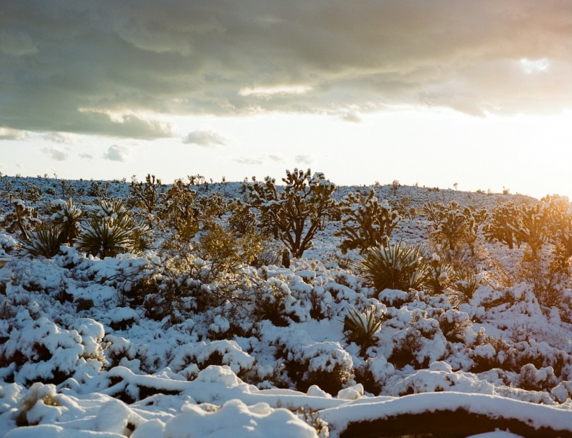 Joshua Tree in snow season with a sunset on medium format film