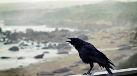 crow