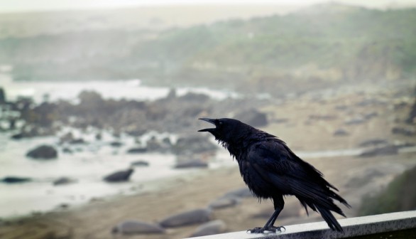 crow