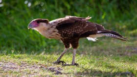 brown and white eagle on green grass during daytime