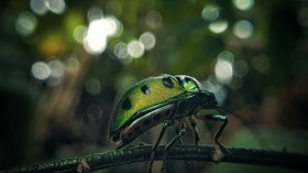 Insect Invasion: Emerald Ash Borer Detected in Multiple Counties, Threatening Texas Trees