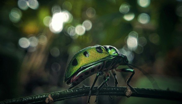 Insect Invasion: Emerald Ash Borer Detected in Multiple Counties, Threatening Texas Trees