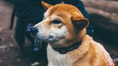 Kabosu: Shiba Inu Behind World's Famous Internet 'Doge' Meme Dies at Age of 18