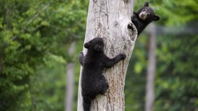 A stock photo of two black bears