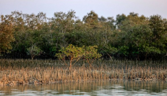 mangrove