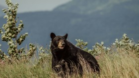 black bear on yellow flower field during daytime