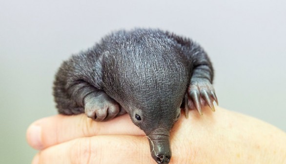 Taronga Zoo Cares For Baby Echidna