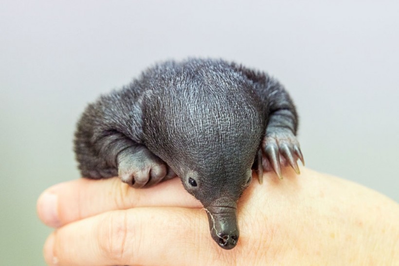 Taronga Zoo Cares For Baby Echidna