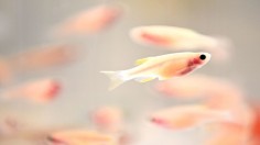 Zebra fish in a tank