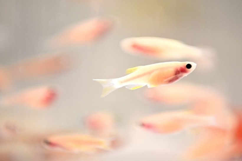 Zebra fish in a tank