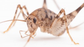 Greenhouse camel cricket (Diestrammena asynamora)