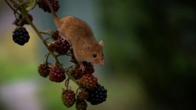 Cowpea Mosaic Virus: Cancer Could Be Treated Using Plant Virus Following Effective Experiment on Mice [Study]