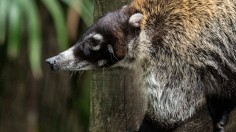 COSTA RICA-ZOO-ANIMAL-FEATURE