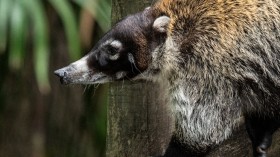 COSTA RICA-ZOO-ANIMAL-FEATURE