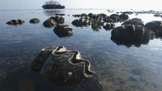 Environmentalists Examine Rare Giant Clams In The Philippines