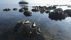 Environmentalists Examine Rare Giant Clams In The Philippines