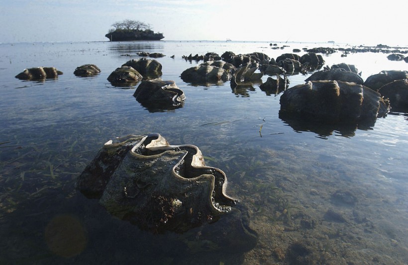 Environmentalists Examine Rare Giant Clams In The Philippines