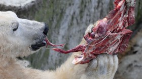 HUNGARY-ANIMALS-ZOO-POLAR-BEAR