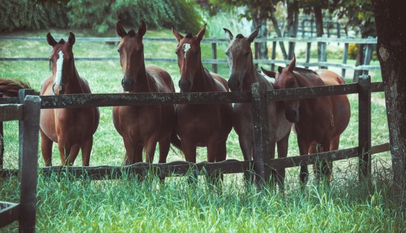 horses