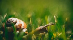  brown snail on green grass during daytime