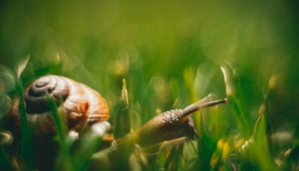  brown snail on green grass during daytime