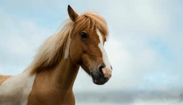 Ancient Horse Burial Mystery in France Dating 2,000 Years Ago Linked to Gallic Wars or Sacrificial Rituals  