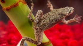 African dwarf frog 