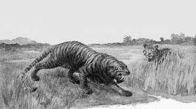 Saber-Toothed Cat Called 'Homotherium' May Have Roamed Submerged Continental Shelf Between Texas and Florida At Least 12,000 Years Ago [Study]