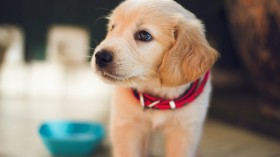 Dog Neutering: Dog Health Study Warns Owners Not to Neuter These Dog Breeds Too Early [Study]