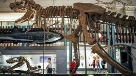  A stock photo of a dinosaur in a museum